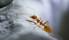 Rezavý mravenec