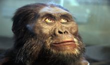 Australopithecus :-)